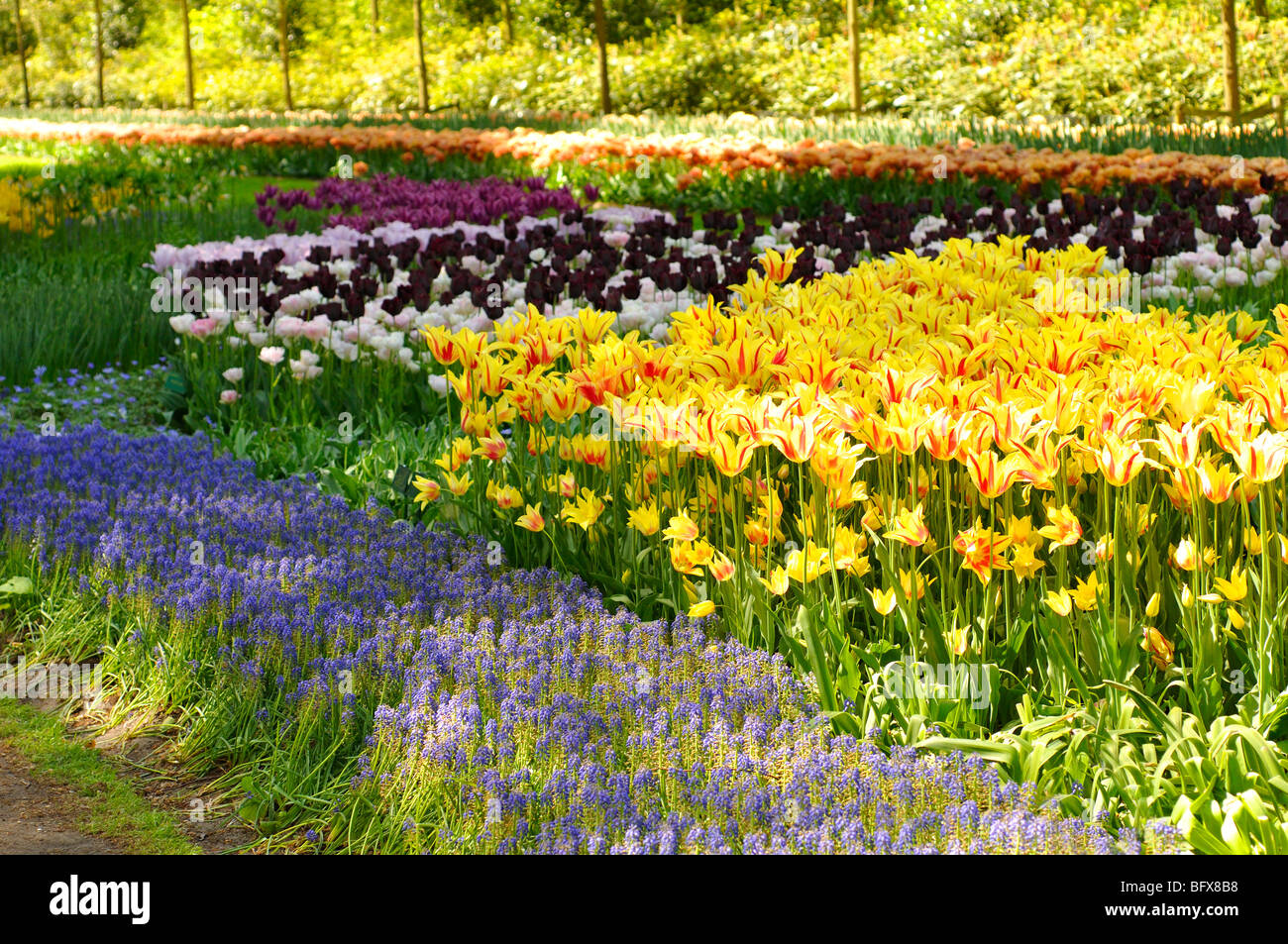 Keukenhof, Netherlands, world's largest flower park Stock Photo Alamy