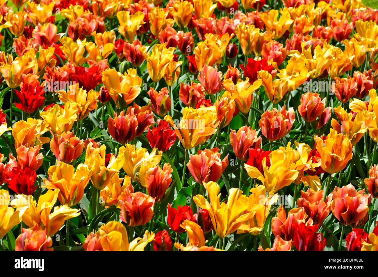 Rows of tulip flowers hires stock photography and images Alamy