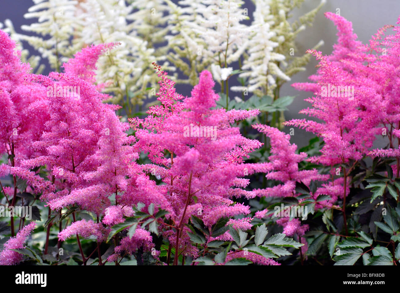 Pink Astilbe Flowers (Astilbe arendsii) Stock Photo