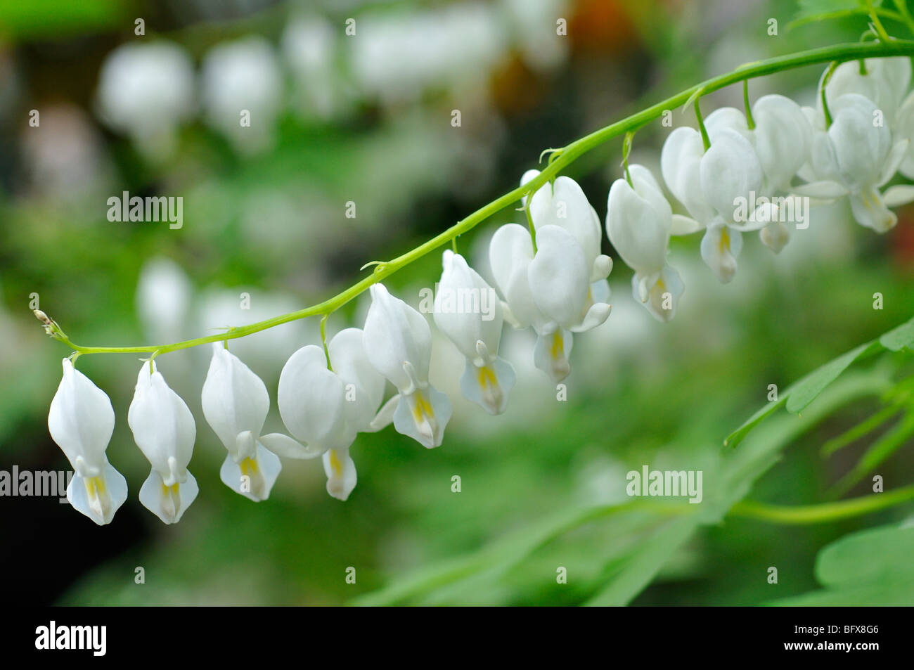 White Bleeding Heart Flower (Dicentra spectabilis alba Stock Photo Alamy