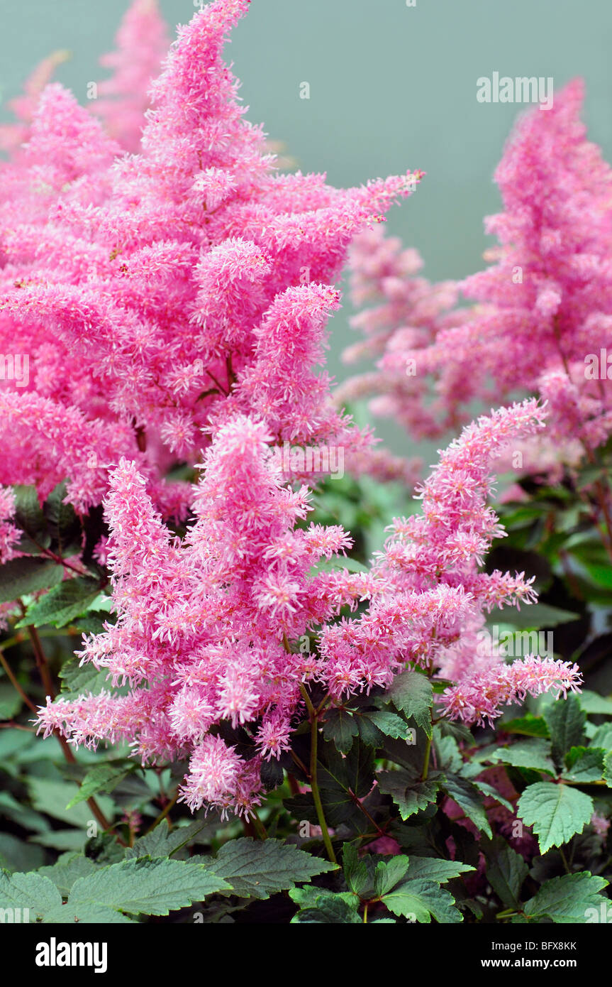 Pink Astilbe Flowers (Astilbe arendsii) Stock Photo