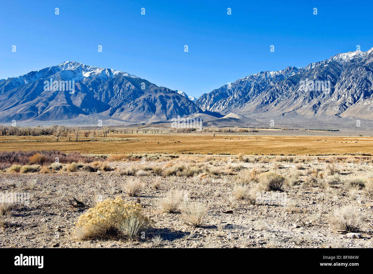 California's High Sierra Mountains rise from the desert near Bishop. Stock Photo