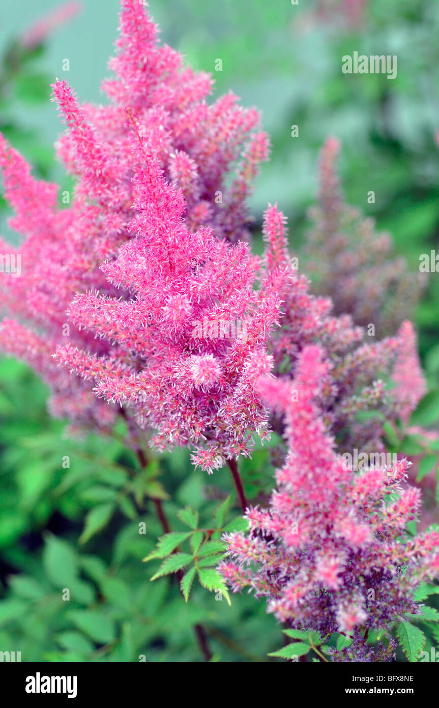 Pink Astilbe Flowers (Astilbe arendsii) Stock Photo