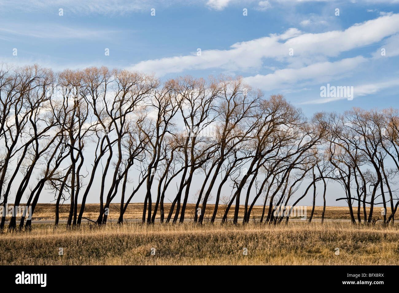 Shelter belt hi-res stock photography and images - Alamy