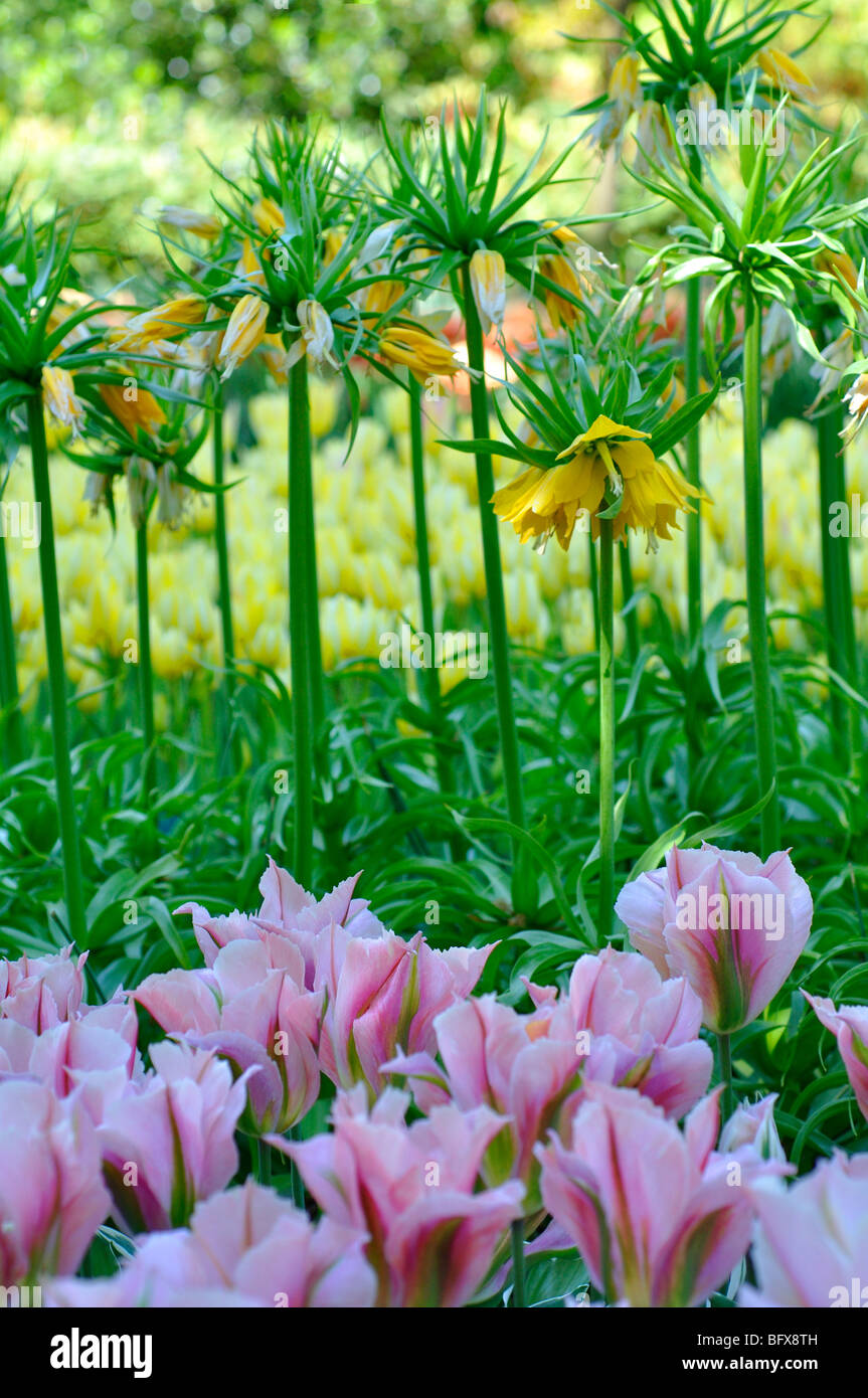 Yellow Crown Imperial Lilies ( Fritillaria imperialis) and Pink Tulips