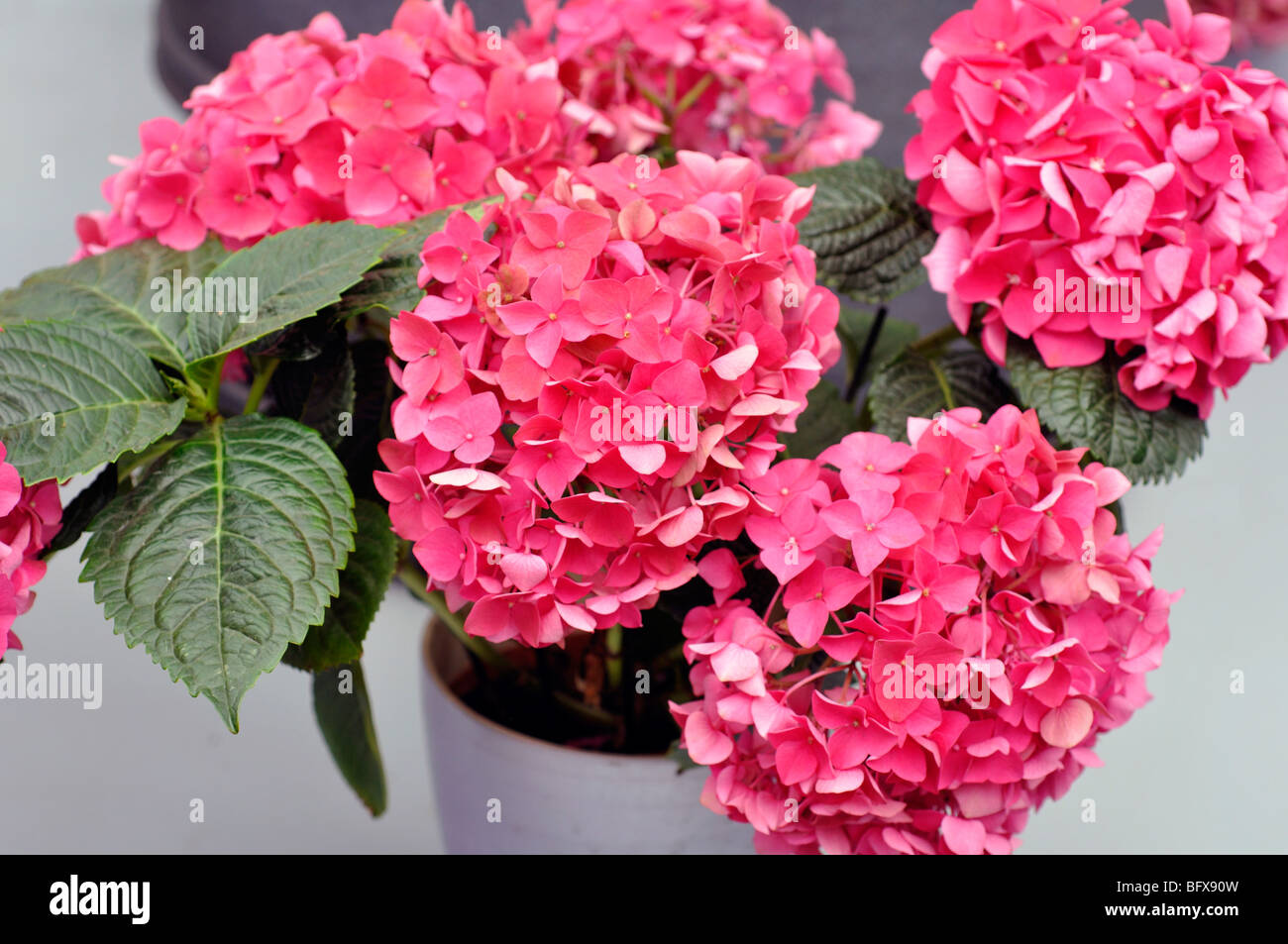 Hydrangea Hydrangea Macrophylla High Resolution Stock Photography and ...
