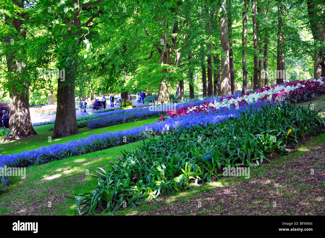 Keukenhof (Holland) the largest flower park in the world Stock Photo