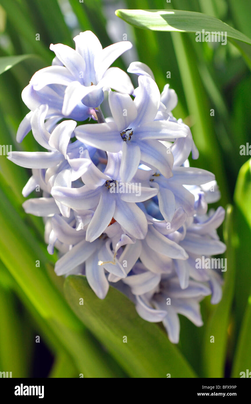 Hyacinths (Hyacinthus orientalis) Stock Photo
