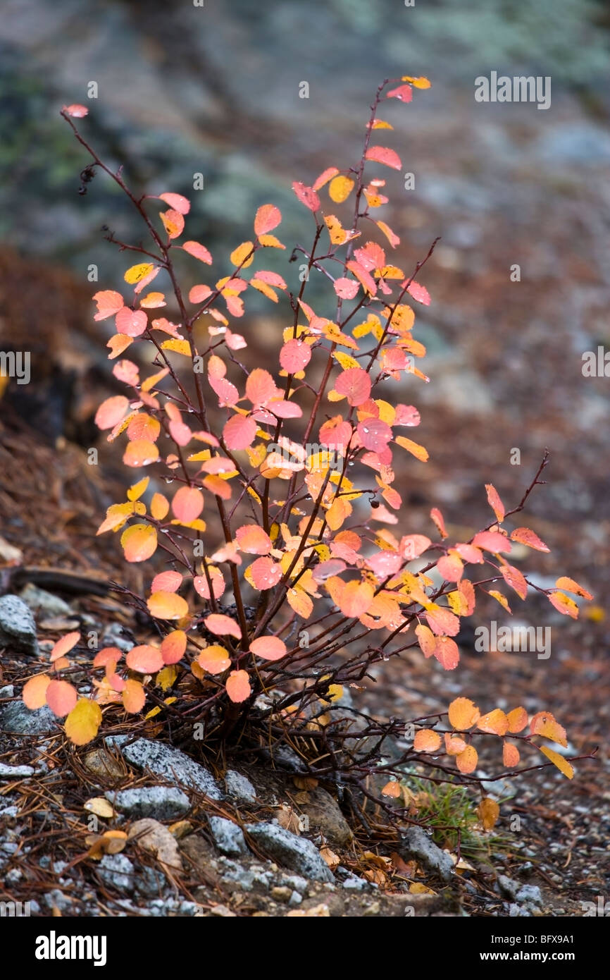 Small shrub displaying full autumn colors Stock Photo