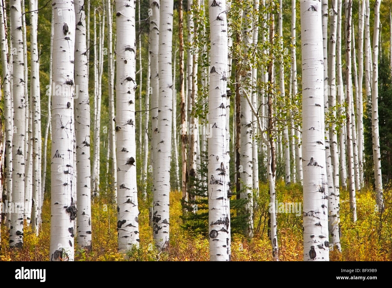 Details of multiple Silver Birch and Aspen barks with Fern on the ground Stock Photo