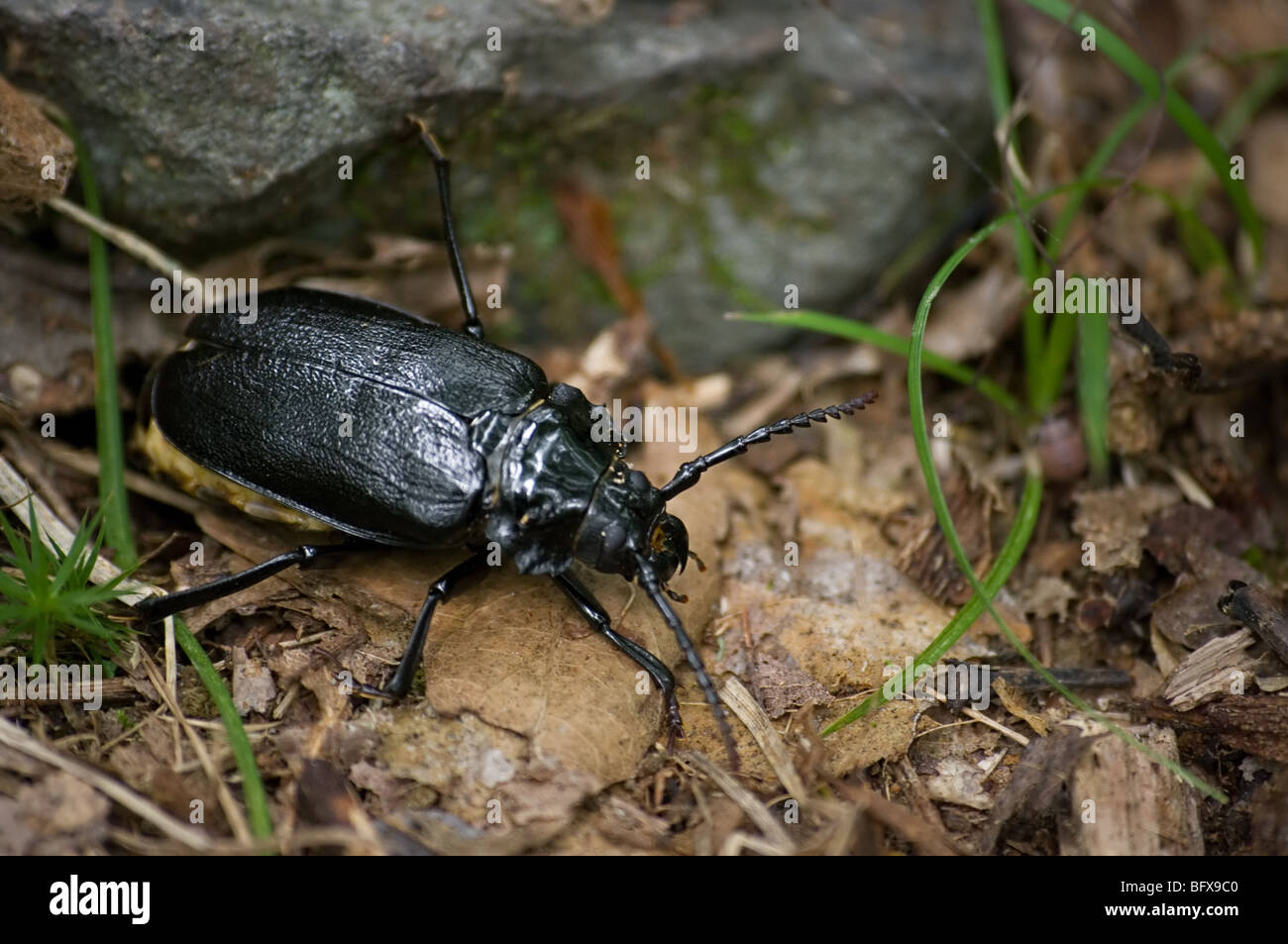 Big black beetle hires stock photography and images Alamy