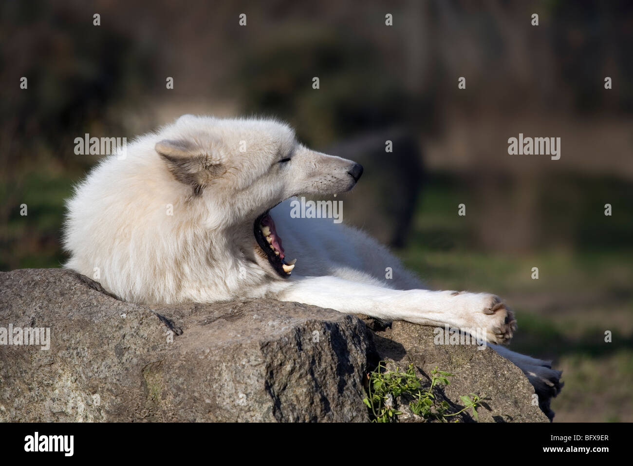Arctic Wolf (Canis lupus arctos) / Polar Wolf / White Wolf Stock Photo