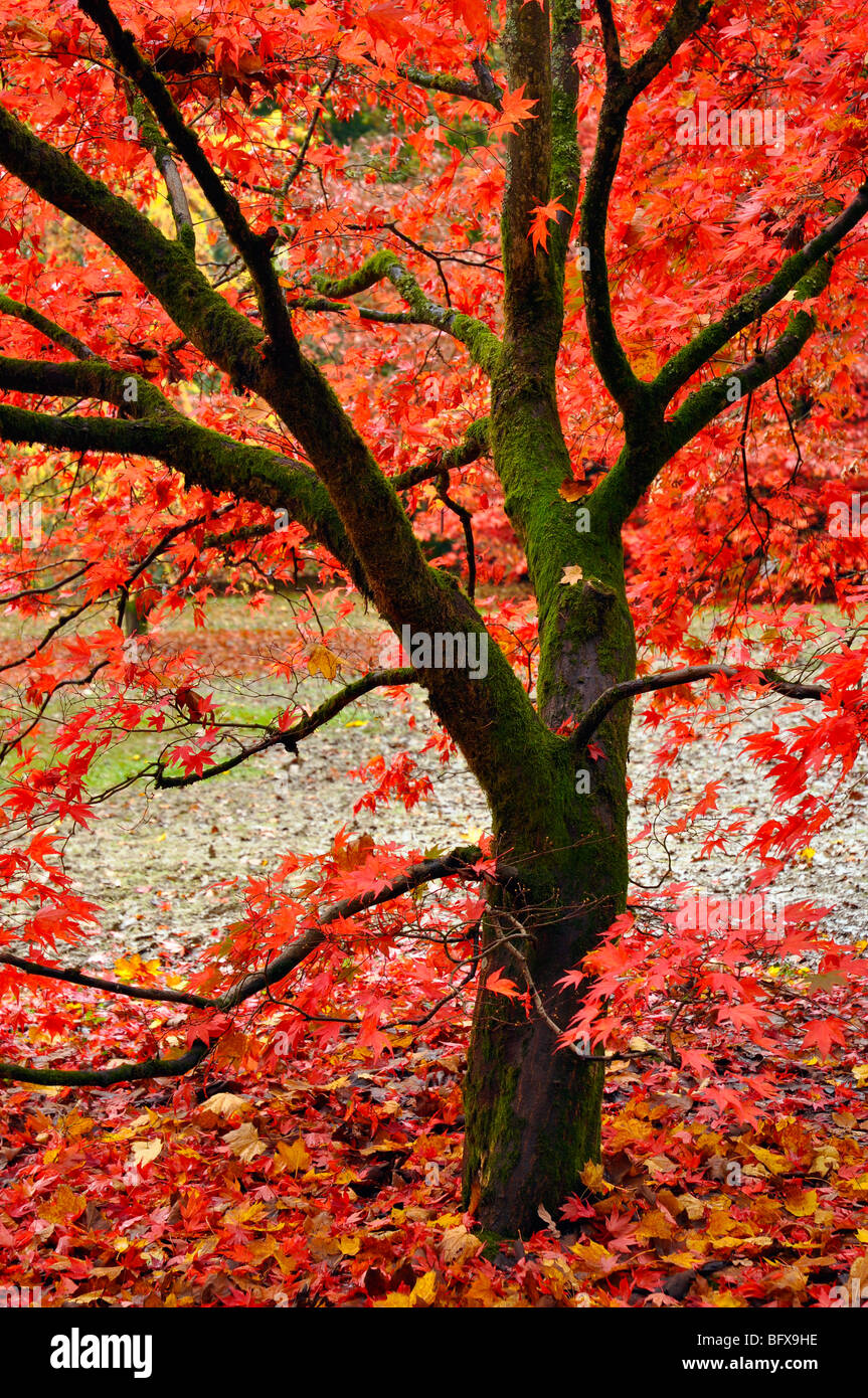 maple tree in autumn Stock Photo