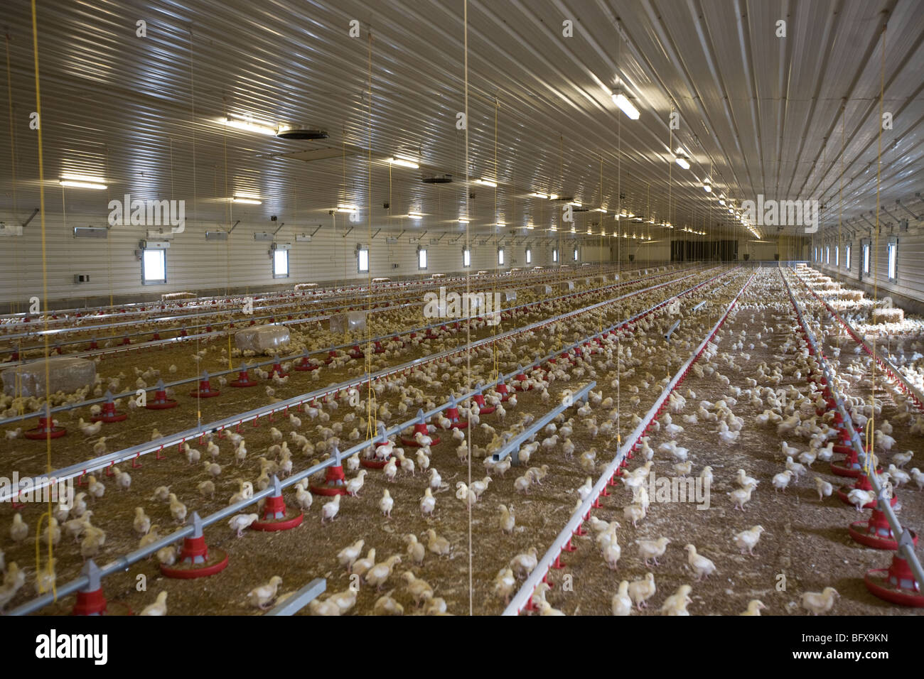 Inside a Chicken Shed Stock Photo