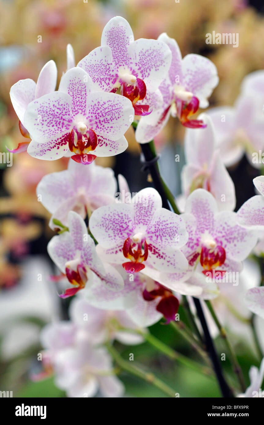 White and pink orchid (Phalaenopsis Stock Photo - Alamy