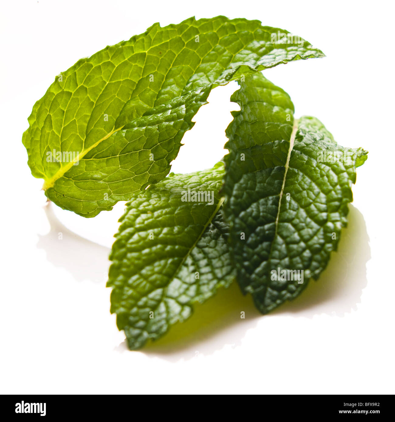 fresh cut mint leaves isolated on white Stock Photo