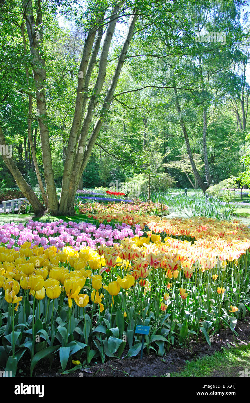 Keukenhof (Holland) the largest flower park in the world Stock Photo