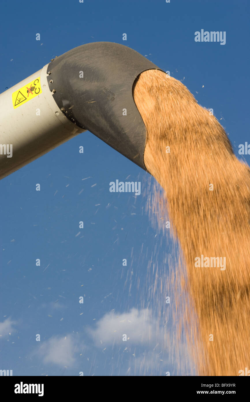 Combine Harvester Emptying Grain Stock Photo