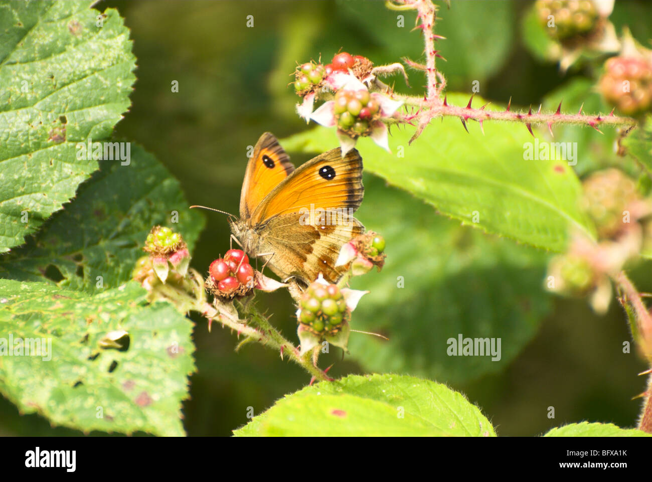 Gatekeeper butterfly on a green leaf hi-res stock photography and ...