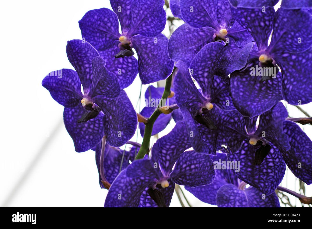 Orchid Vanda Sansai Blue ('True Blue') aka Vanda Pachara Delight Stock Photo