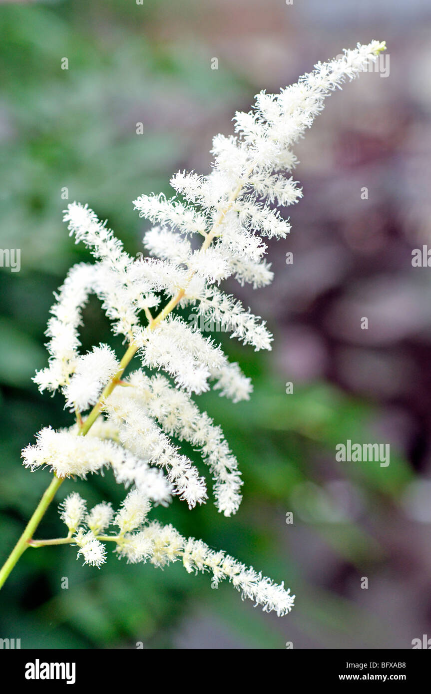 White Astilbe Flowers (Astilbe arendsii Stock Photo - Alamy