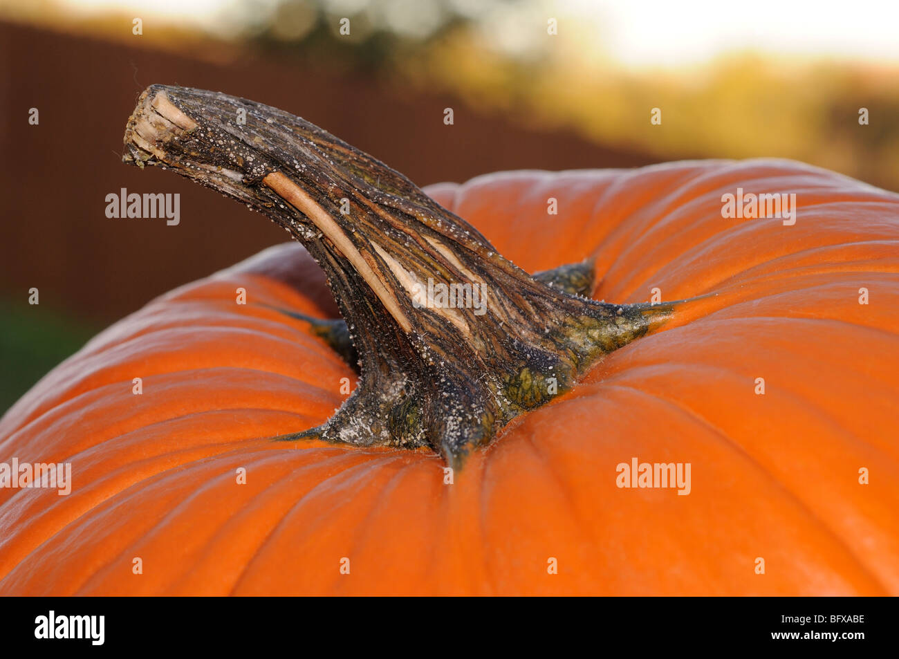 Pumpkin closeup shot Stock Photo - Alamy