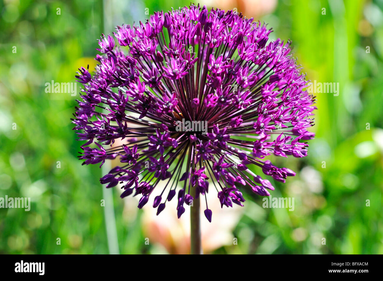 Allium Globemaster flower Stock Photo Alamy