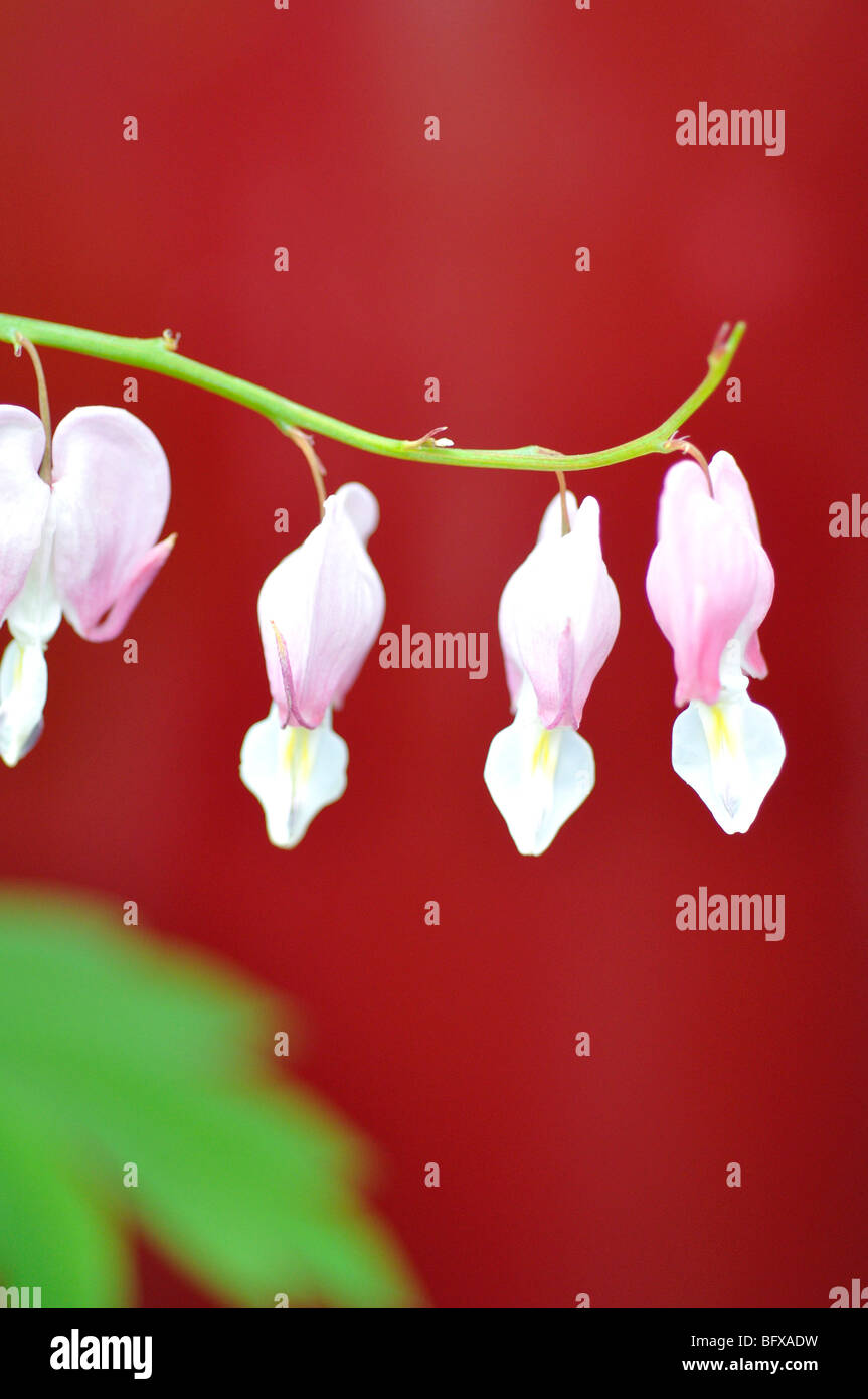 White Bleeding Heart Flower (Dicentra spectabilis alba) Stock Photo