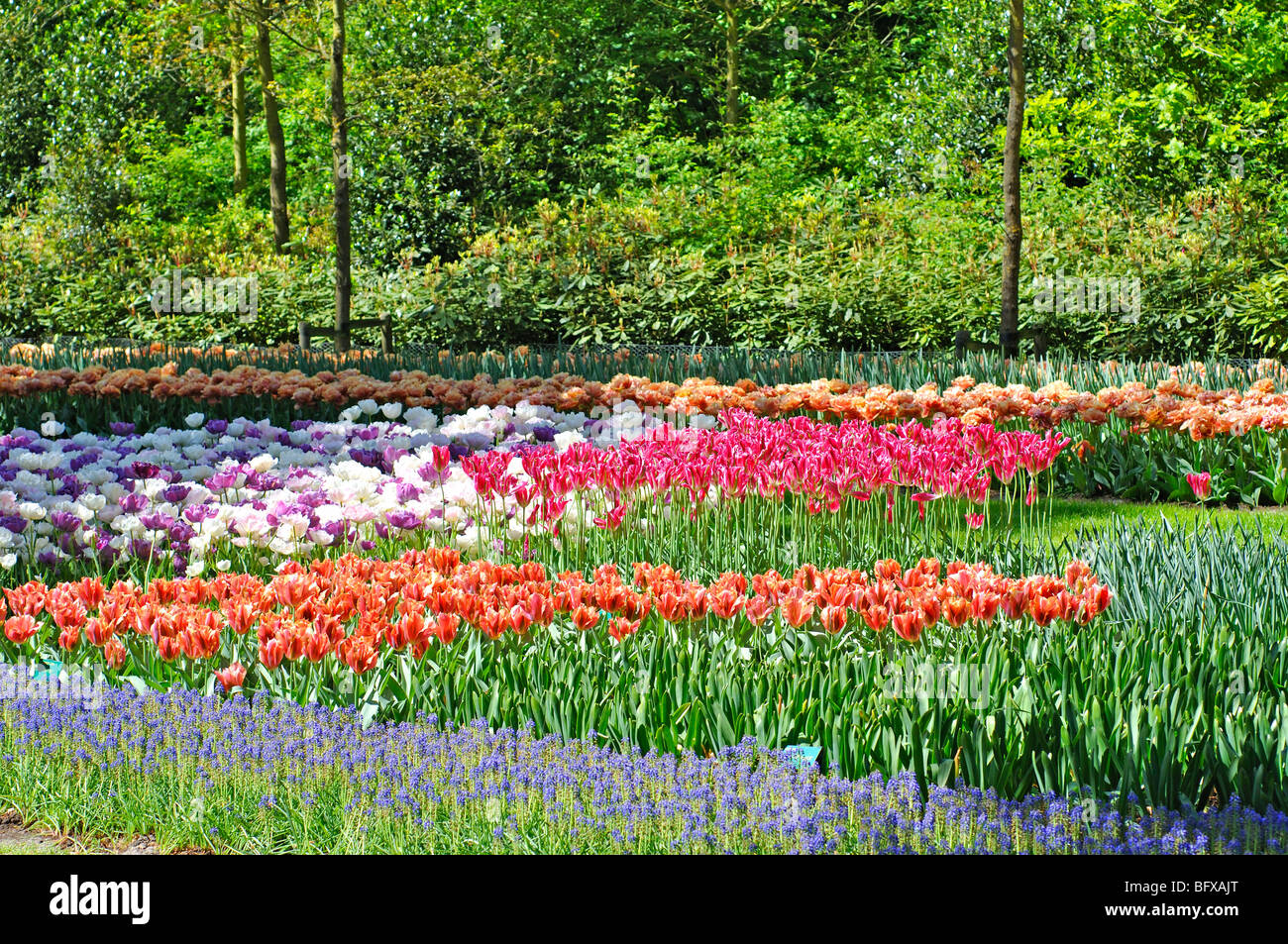 Keukenhof, Netherlands, world's largest flower park Stock Photo Alamy