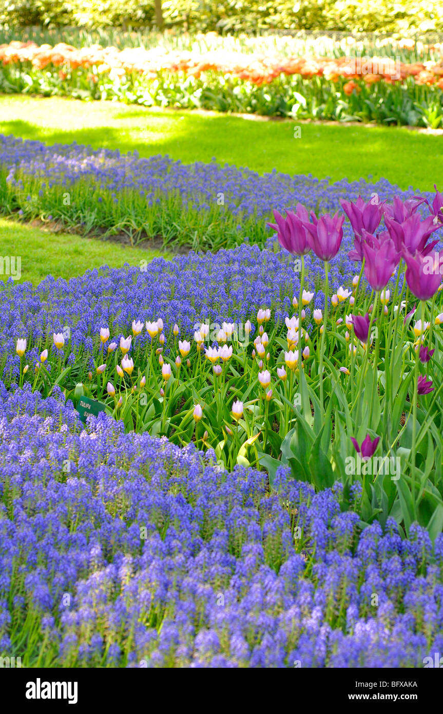 Keukenhof, Netherlands, world's largest flower park Stock Photo Alamy