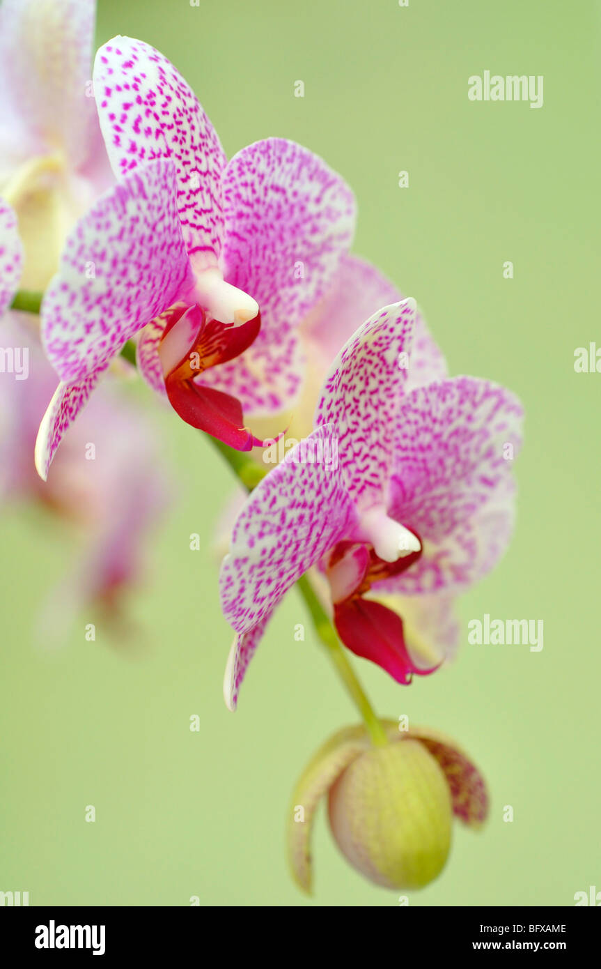 White and pink hi-res stock photography and images - Alamy