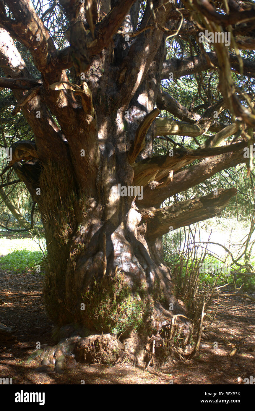 Yew Trees, Kingley Vale National Nature Reserve, Chichester, West