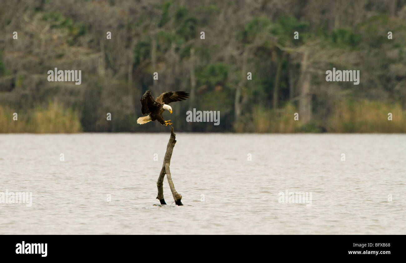 Majestic Bald Eagle in flight landing on stump with talons out Stock Photo