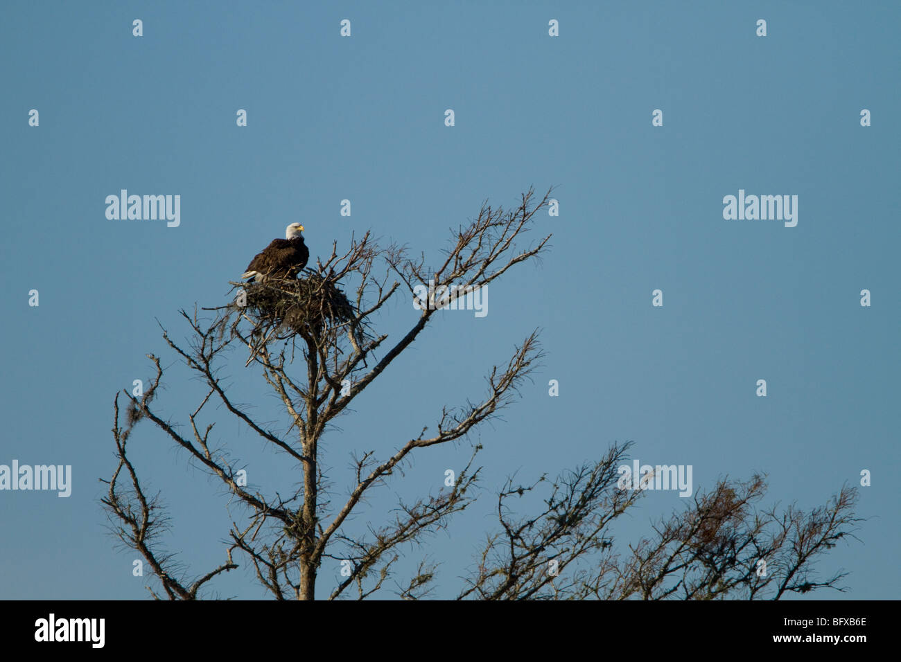 bald eagle in nest haliaeetus leucocephalus Stock Photo