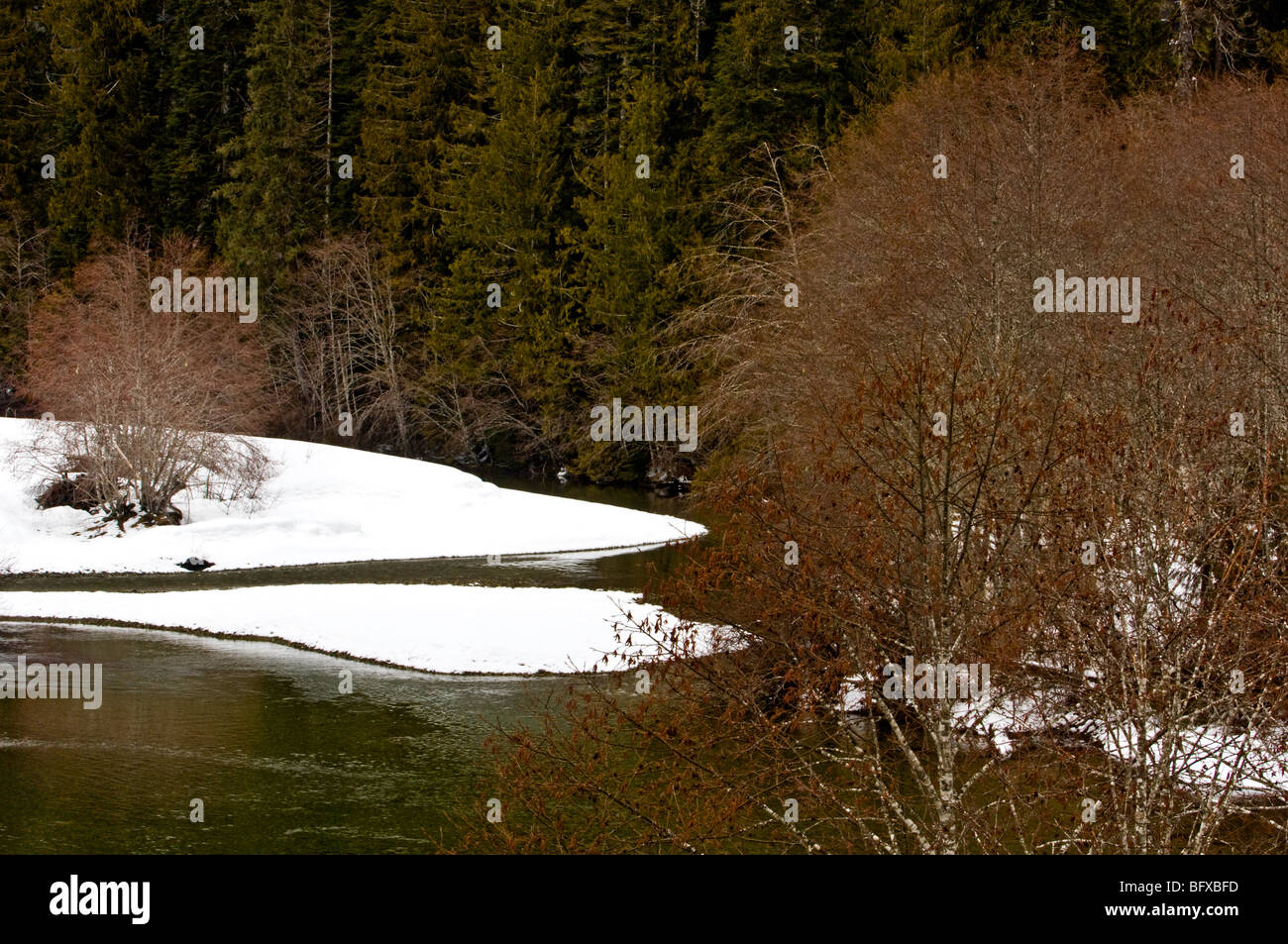 Red alder grove and remnant snow along banks of mountain river, Port Alberni to Tofino, BC British Columbia, Canada Stock Photo