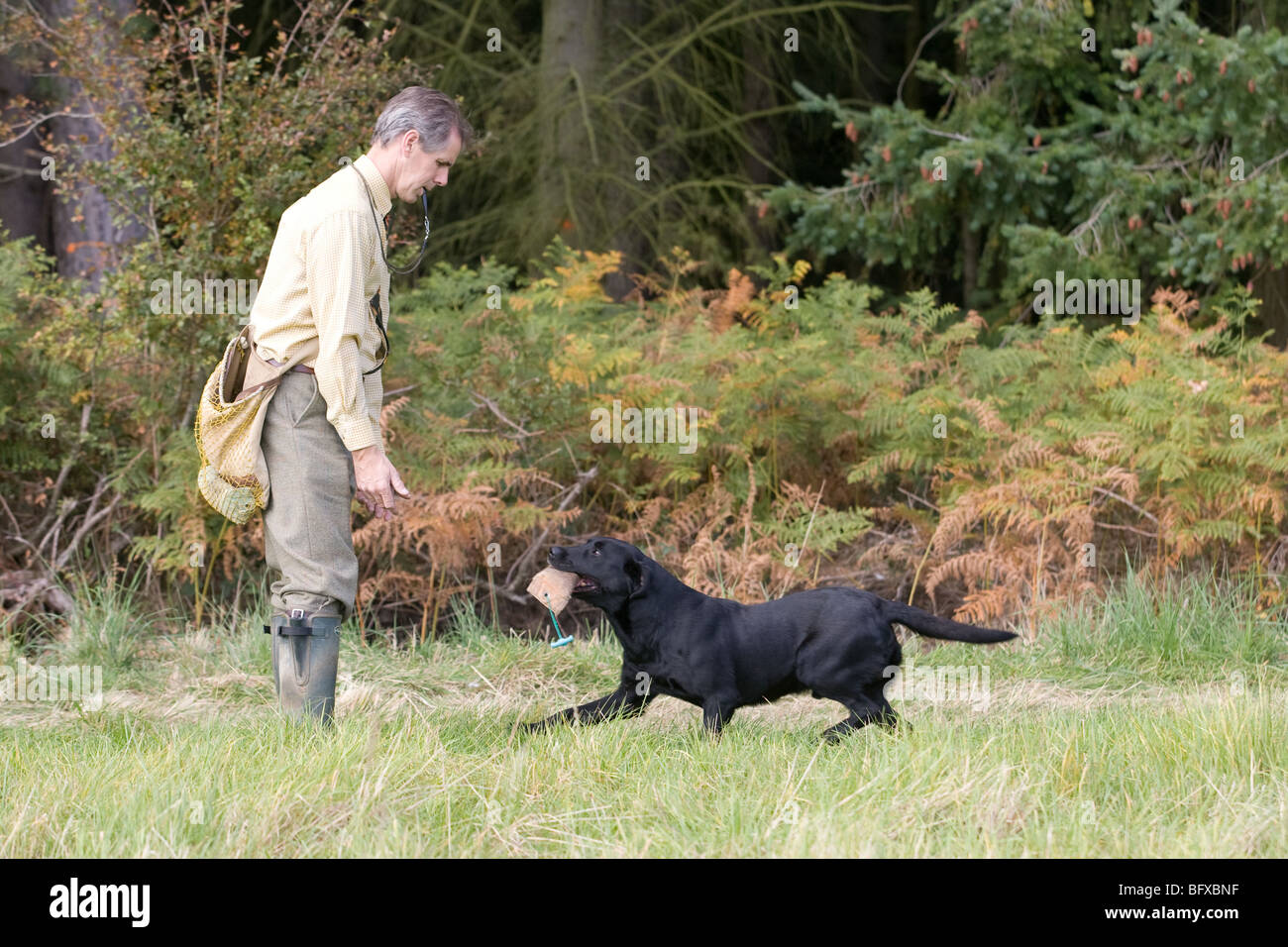 Dog Trainer With A Labrador Gun Dog Retrieving A Training Dummy Stock Photo