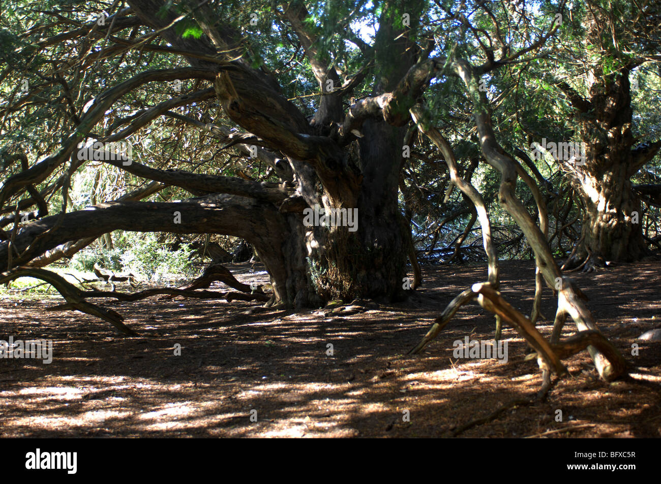 Yew Trees, Kingley Vale National Nature Reserve, Chichester, West Stock