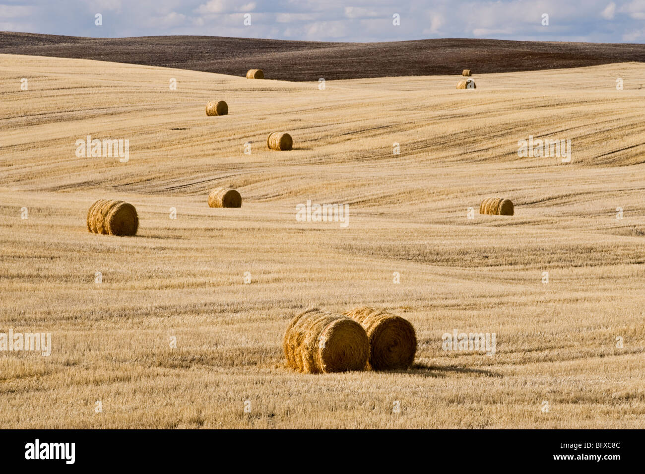 Hayrolls in prairie in late winter, near Mankota, Saskatchewan, Canada Stock Photo