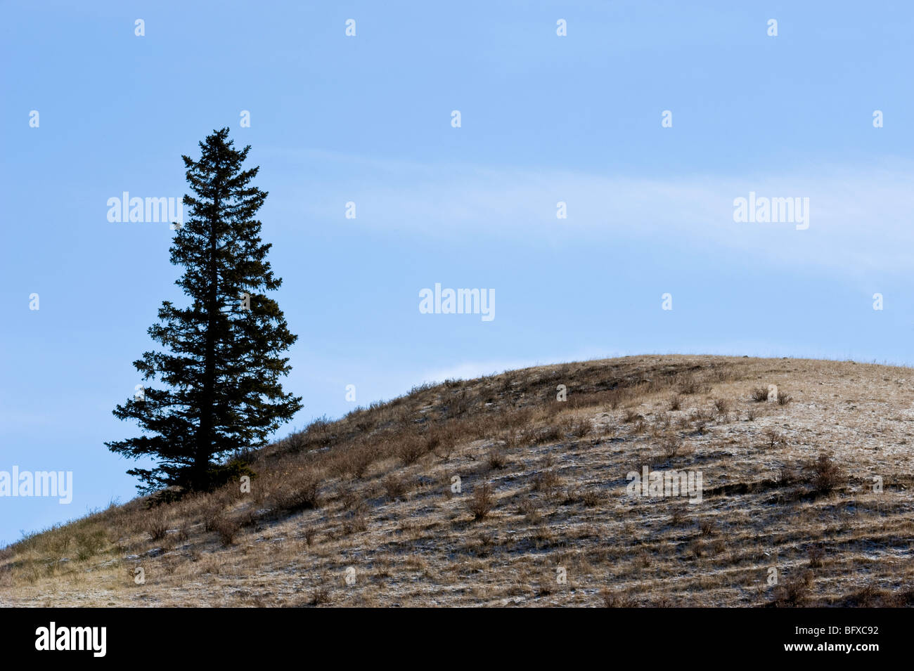 Light dusting of snow in Cypress Hills, Cypress Hills Interprovincial Park, Saskatchewan, Canada Stock Photo