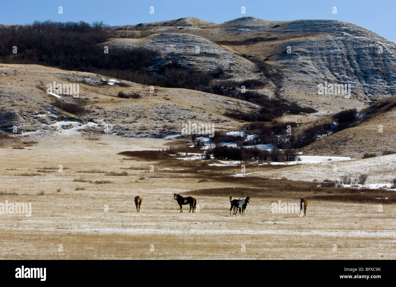 Cypress Hills landscape with pinto horses, Cypress Hills Interprovincial Park, Saskatchewan, Canada Stock Photo