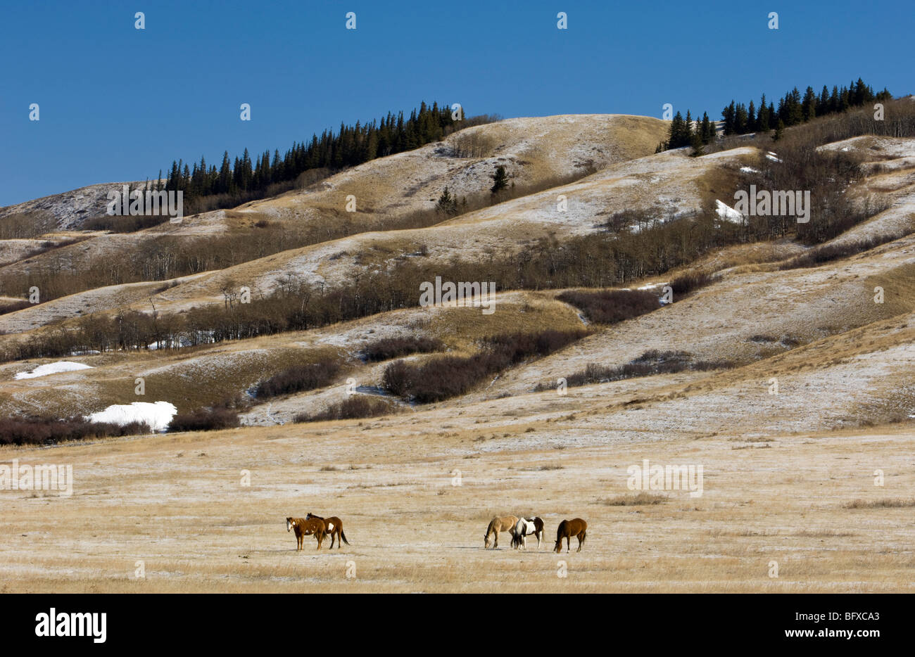 Cypress Hills landscape with pinto horses, Cypress Hills Interprovincial Park, Saskatchewan, Canada Stock Photo