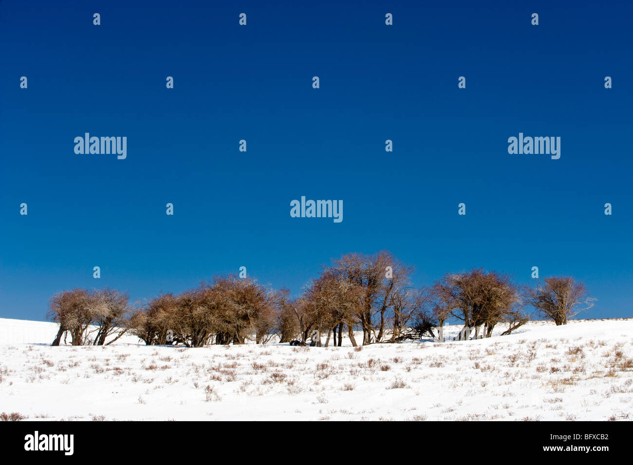 Snowy prairie hill with clump of shrubs, Cypress Hills Interprovincial Park, Alberta, Canada Stock Photo
