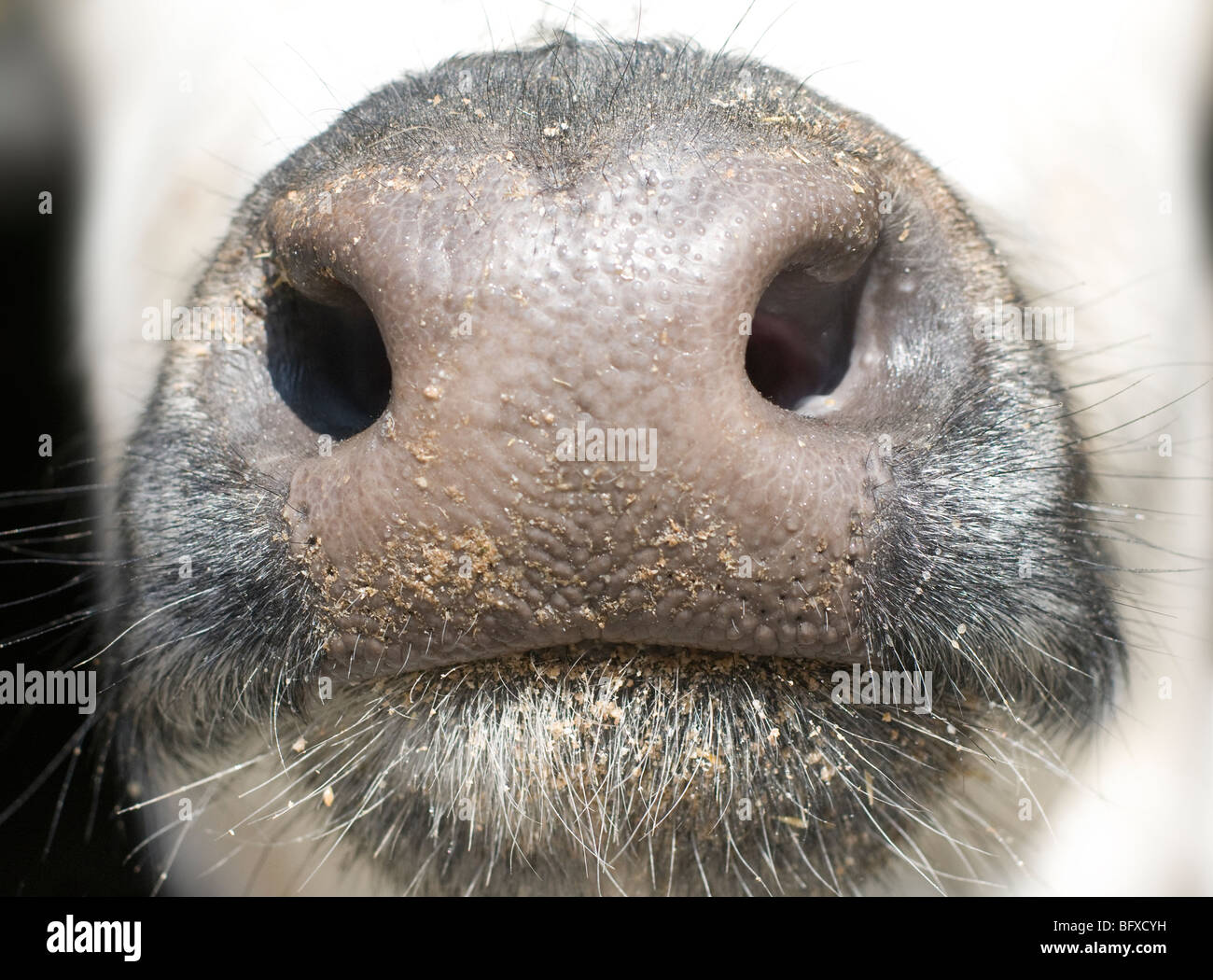 Close up of cows mouth, and nostrils. Stock Photo