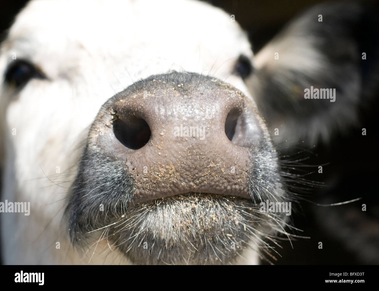 Close up of cows mouth, nose and face. Stock Photo