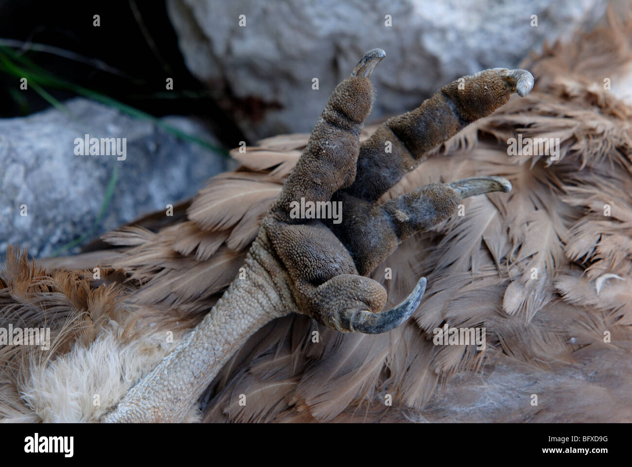 Foot and talons of dead Griffon Vulture Stock Photo Alamy