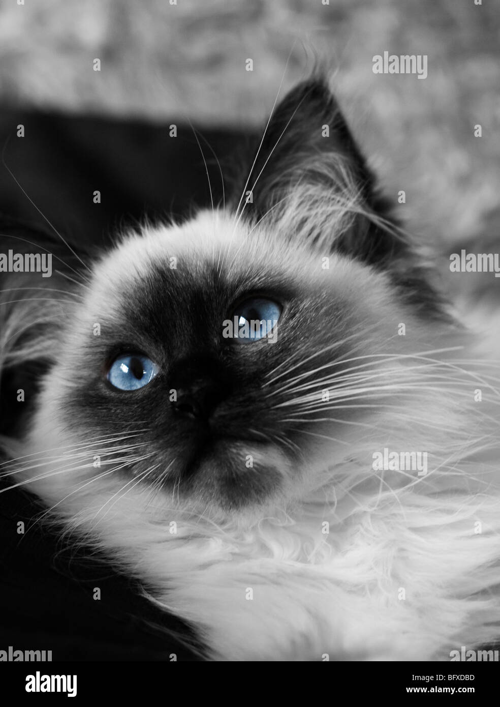 Seal Mitted Ragdoll Kitten Stock Photo - Alamy