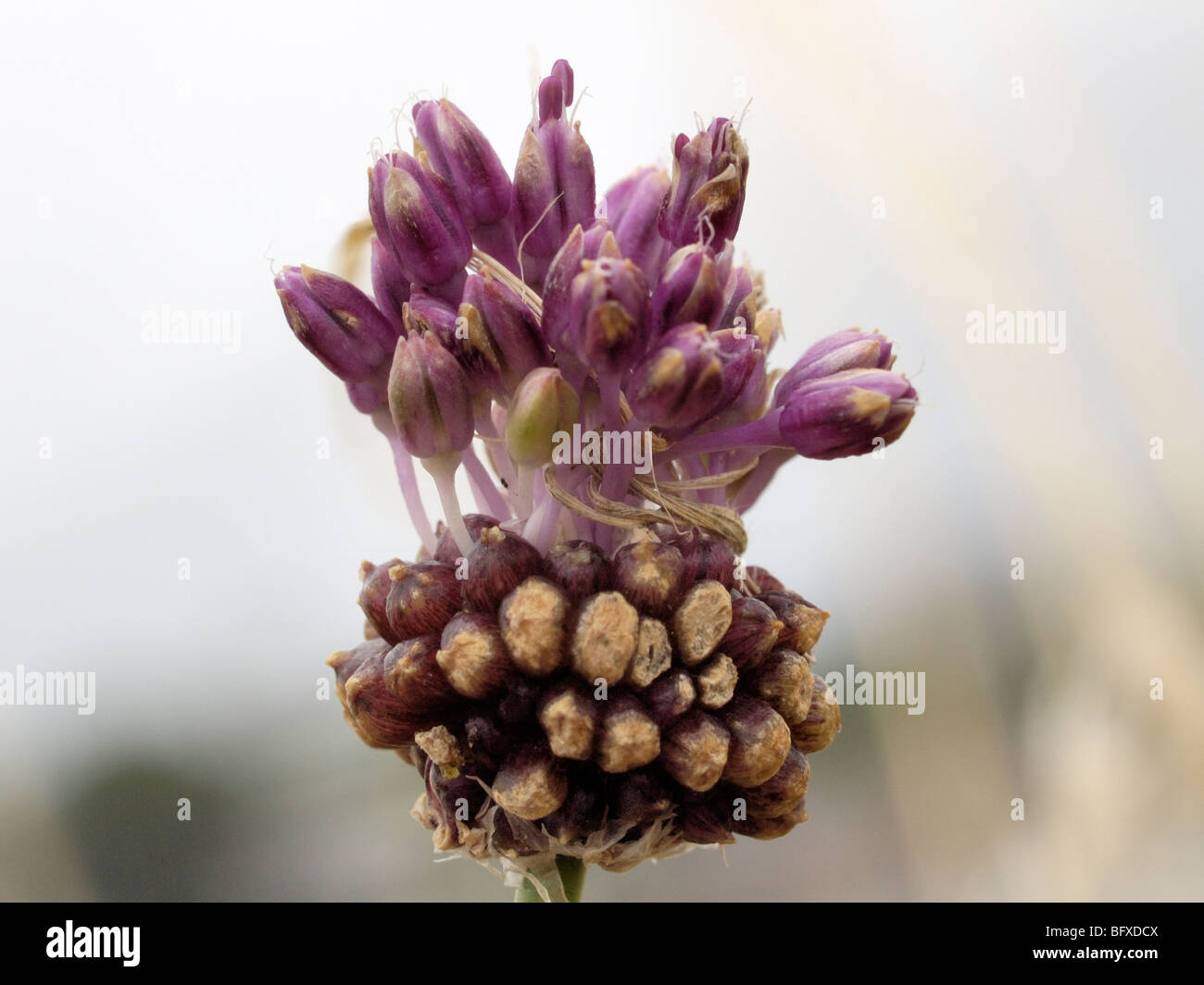 Wild onion flower hi-res stock photography and images - Alamy