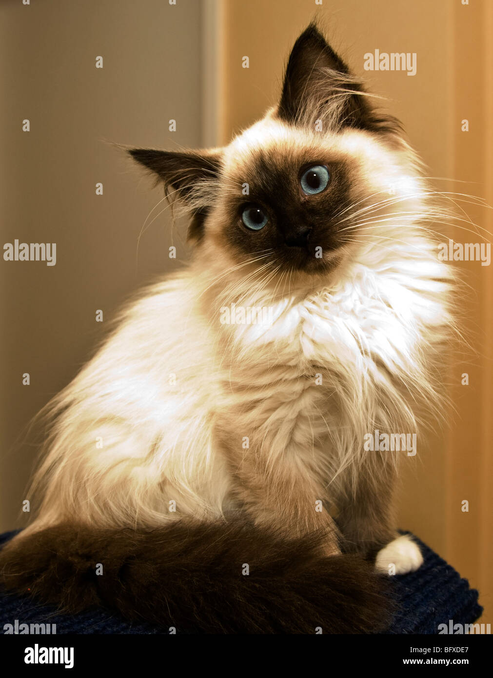 seal mitted ragdoll
