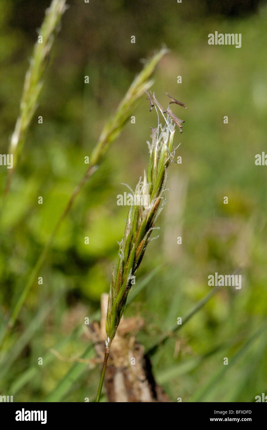 Sweet Vernalgrass, anthoxanthum odoratum Stock Photo Alamy