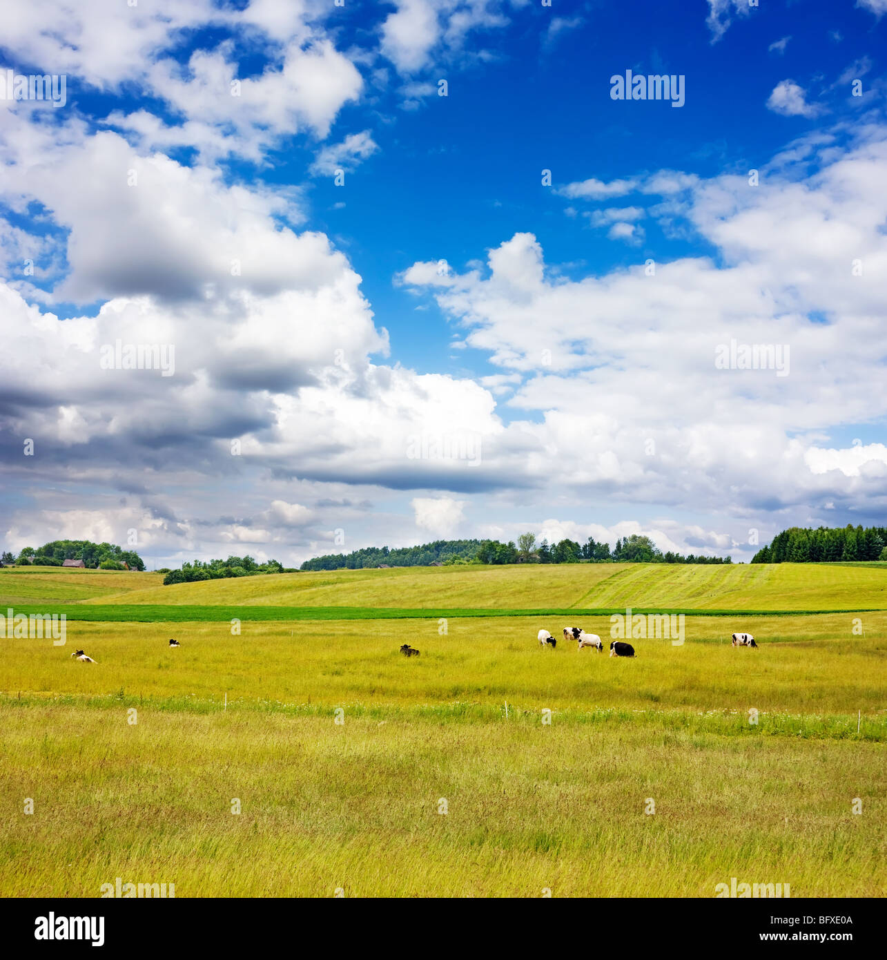rural landscape with cows Stock Photo - Alamy